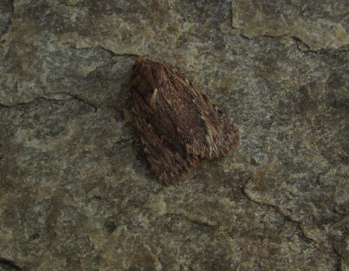 Réf. 219 205 : Amphipyra cinnamomea